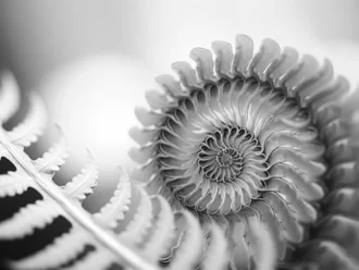 Detailaufnahme eines Farnblatts mit spiralförmigem Muster – Schwarz-Weiß-Makrofotografie mit Fokus auf Naturstruktur und Symmetrie
